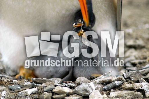 Eselspinguin (63 von 97).jpg